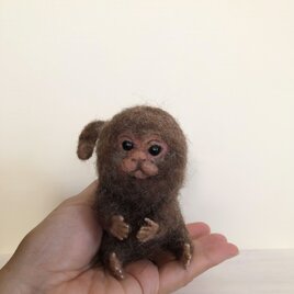 ピグミーマーモセット　brown pygmymarmosetの画像