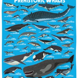 クジラの進化A2ポスターの画像