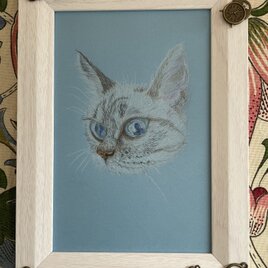 猫の色鉛筆画の画像