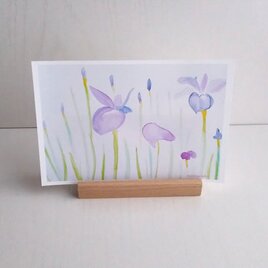 水彩画「菖蒲」ポストカード　3枚セット　淡い色　ナチュラコ　　ナチュラル　アート　naturakoの画像