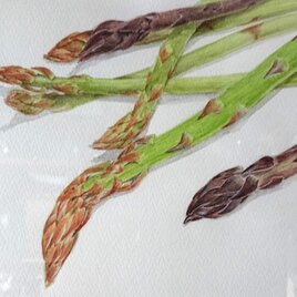 アスパラガス（額装）