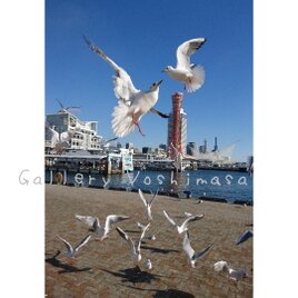 みなと神戸に咲く華 「ユリカモメ」 「カモメのいる暮らし」 2L判サイズ光沢写真縦 写真のみ 神戸風景写真の画像