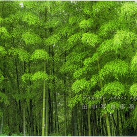 緑の竹林(A4サイズ) LP0551-A4の画像