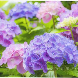 紫～ピンクのアジサイの花(2Lサイズ) LP0553-2Lの画像