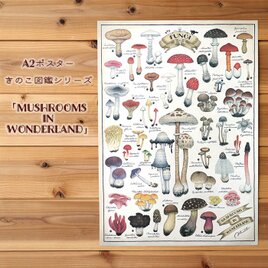 A2ポスター ●キノコ図鑑シリーズ3●MUSHROOMS IN WONDERLANDの画像