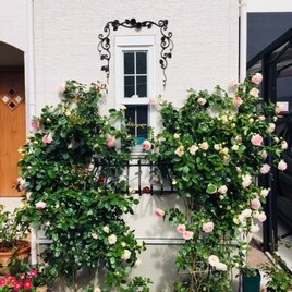 アイアン 豪華 つる薔薇の壁飾り 高級装飾  国産 鉄製 窓飾り ローズ ウォールデコレーション アンティーク調 バラ飾りの画像