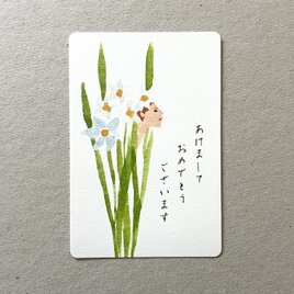 水仙の年賀状 あけましておめでとう 5枚組