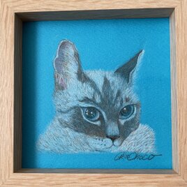 猫の色鉛筆画（こむぎ）の画像