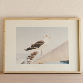 インテリアフォト『 - animal " Seagull" -』の画像