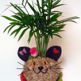 猫の苔玉「ねこっぴ」の画像