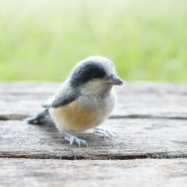 【Tg様ご予約】ヤマガラ　幼鳥の画像