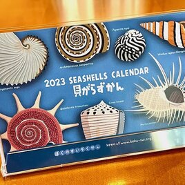 2023貝がら図鑑カレンダーの画像