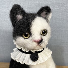 ピエロねこ＊猫＊白黒猫の画像