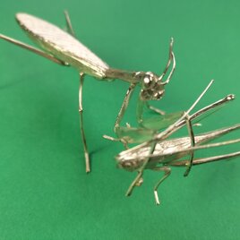 キリギス捕獲カマキリ