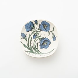 Botanica｜16｜モモノハギキョウ / Campanula persicifoliaの画像
