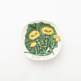 Botanica｜06｜フキタンポポ / Tussilago farfaraの画像
