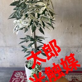 光触媒 人工観葉植物 ウォールグリーン フェイクグリーン 弥生+happydg.com