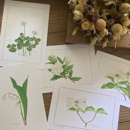 白い植物のポストカードの画像