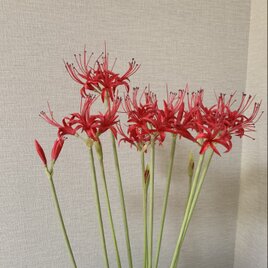 クレイの花(粘土).彼岸花(w)