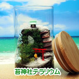 苔神社【苔テラリウム・手作りキット一式】キャニスター250の画像