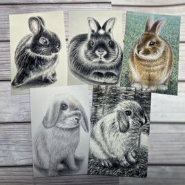 うさぎのポストカード　デッサン5枚組の画像