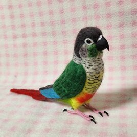 ほぼライフサイズ　ホオミドリアカオウロコインコ　ver.2 Green-cheeked Conure 羊毛インコ 受注作成の画像