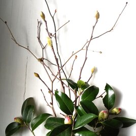 季節の茶花 3月の画像