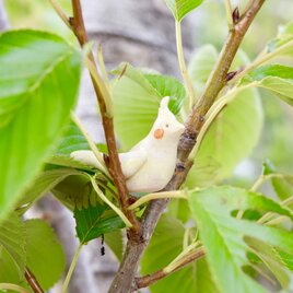 ○オカメインコさん箸置き○　の画像