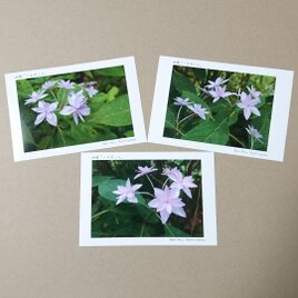 ポストカード６枚セット 妖精 「シチダンカ」 「花のある暮らし」 神戸風景写真  神戸六甲  紫陽花  送料無料の画像