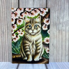 猫のポストカード　猫ちゃんと桜　おすましさん　同柄ポストカード３枚セットの画像