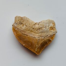 サメの歯化石　スクアリコラックス　　中生代白亜紀　の画像