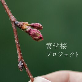 「寄せ桜プロジェクト」支援金の画像