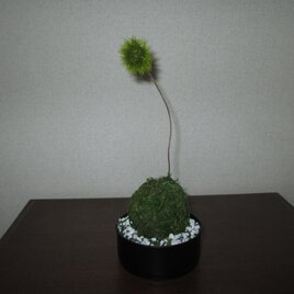 アートミニ盆栽　苔玉②★消臭効果あり★の画像