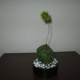 アートミニ盆栽　苔玉③★消臭効果あり★の画像