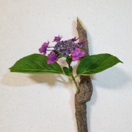 壁掛け　一輪挿し5　南天　ナンテン　自然木　難を転ずる　無塗装の画像