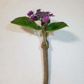 壁掛け　一輪挿し8　南天　ナンテン　自然木　難を転ずる　無塗装の画像