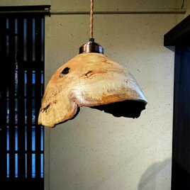 樫の瘤のペンダントライト・大の画像