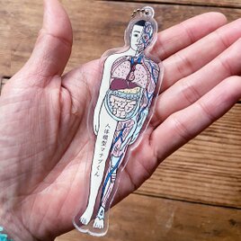 人体模型マナブくん アクリルキーホルダーBIGの画像