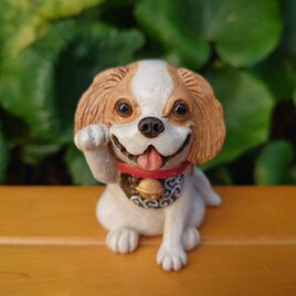 招き★キャバリア(金運アップ)の画像