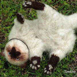 【展示品】ヒマラヤンの子猫♪コロンちゃん♪【ペットぬいぐるみオーダー】