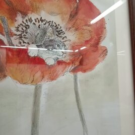 ワイド四つ切りサイズ★ペン画　複製版画　『赤い花』　猫　ケシの画像