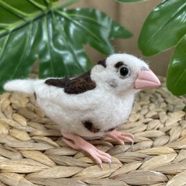 Y様オーダー品　十姉妹の画像