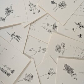 《50%OFF》２０２５寄添花  Ａ５カレンダーの画像
