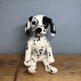 ダルメシアンNO.2＊犬の画像