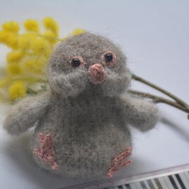 文鳥・シナモンの画像