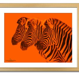 【額付アート写真/A3サイズ】ORANGE ZEBRAS（オレンジのシマウマ達）オレンジバージョンの画像