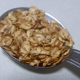 メタセコイア　種　小さじ１杯分の画像