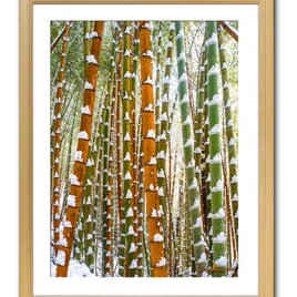【額付アート写真/A3サイズ】GREEN AND ORANGE BAMBOO FOREST（緑とオレンジの竹林）タテバージョンの画像
