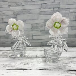 2月の鉢植え　クリスマスローズの画像