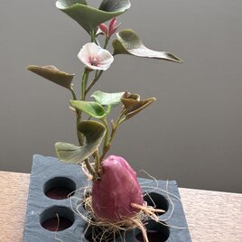クレイの花(粘土).さつまいもの花